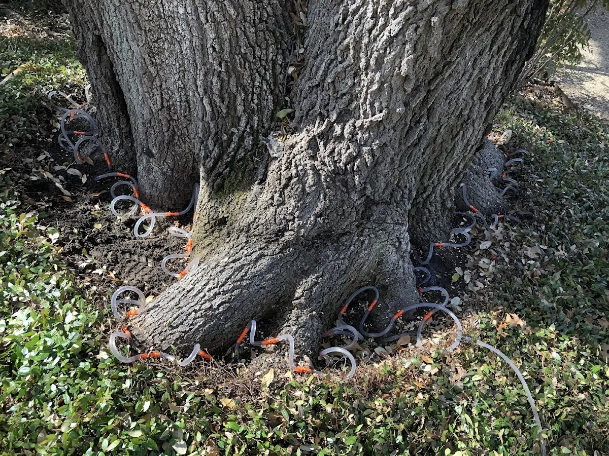 Detailed Tree Cabling and Bracing job site in Gresham